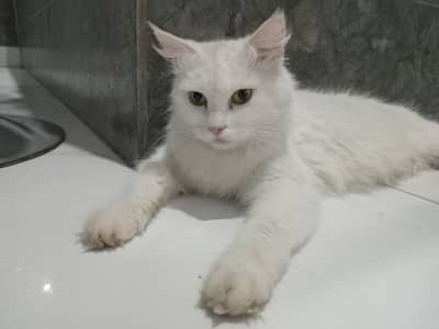 Persian cat female for sale