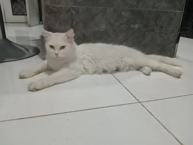 Persian cat female for sale — photo 2