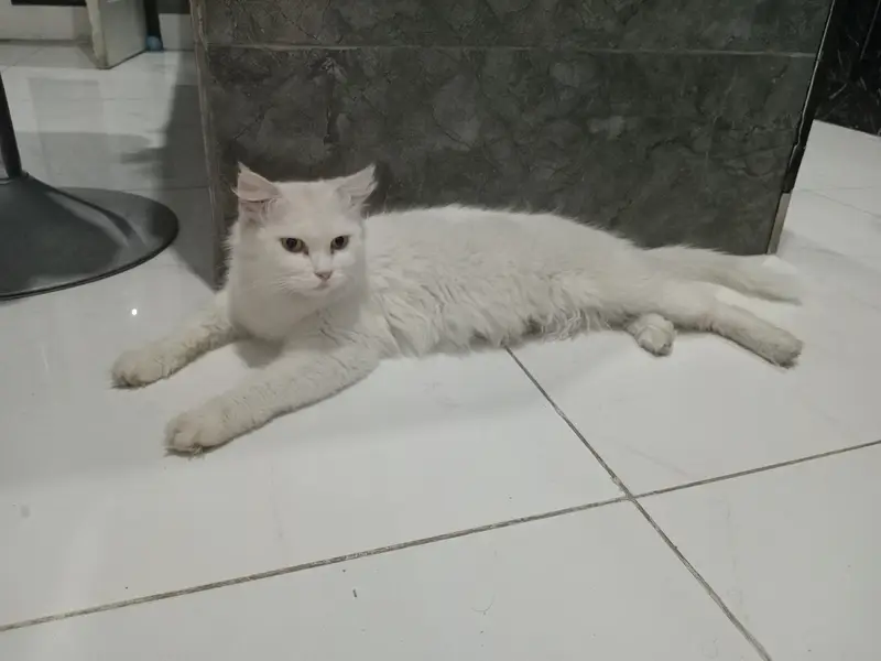 Persian cat female for sale — photo 3