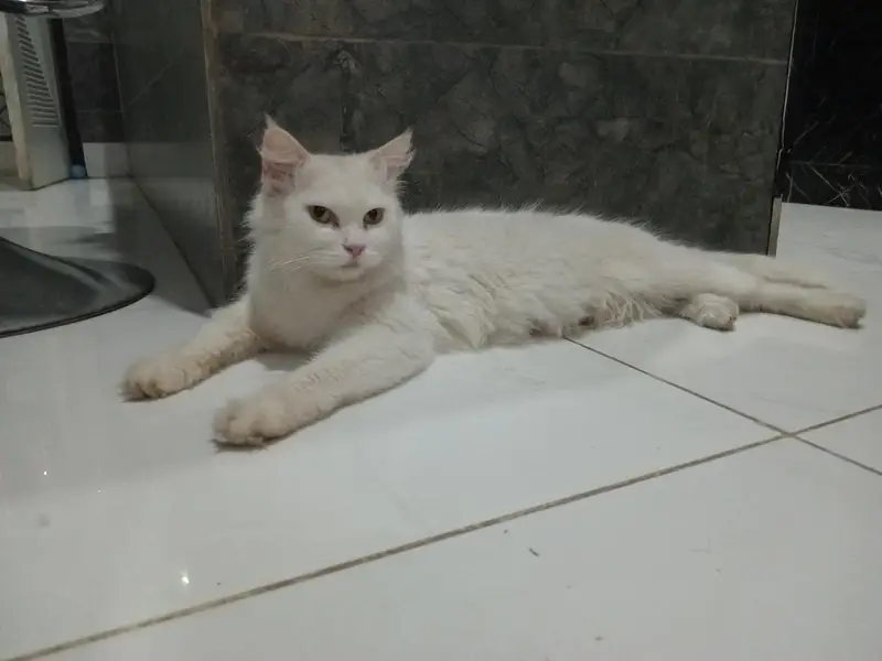 Persian cat female for sale — photo 4
