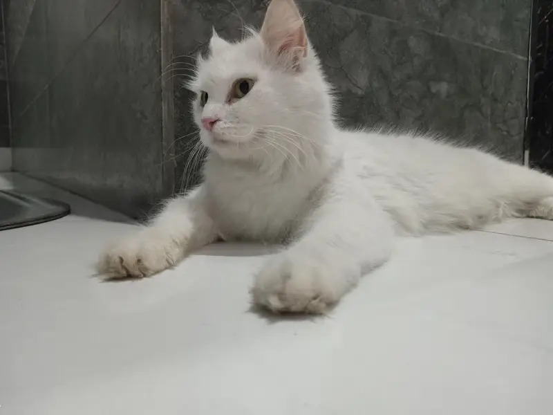 Persian cat female for sale — photo 5