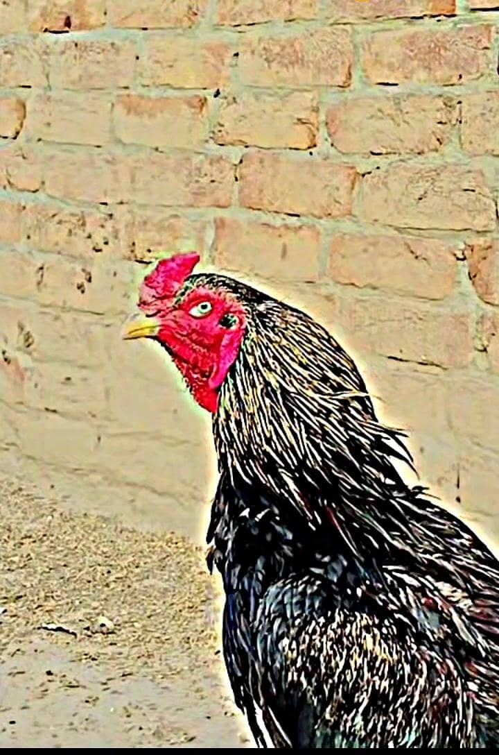 aseel Murga 0
