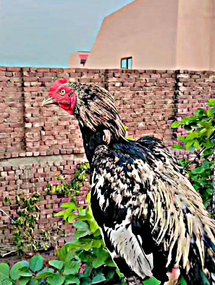 aseel Murga 3