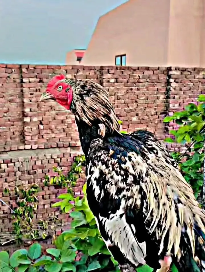 aseel Murga — photo 4