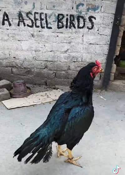 Madi para murga available