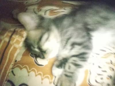 Persian kitten