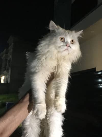 Perisan cat Triple coat male