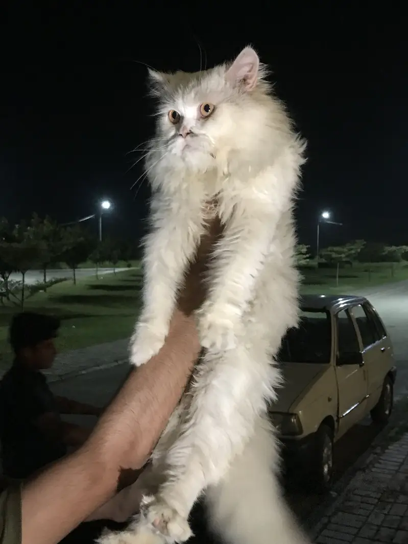 Perisan cat Triple coat male — photo 2