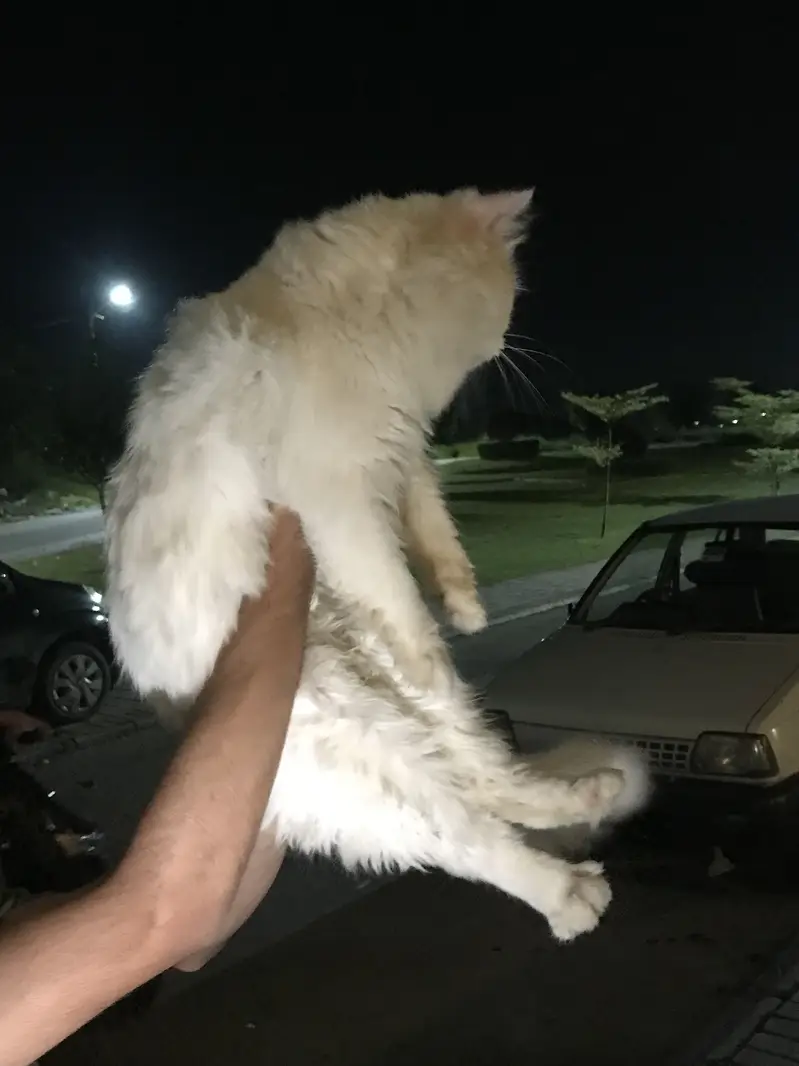 Perisan cat Triple coat male — photo 3