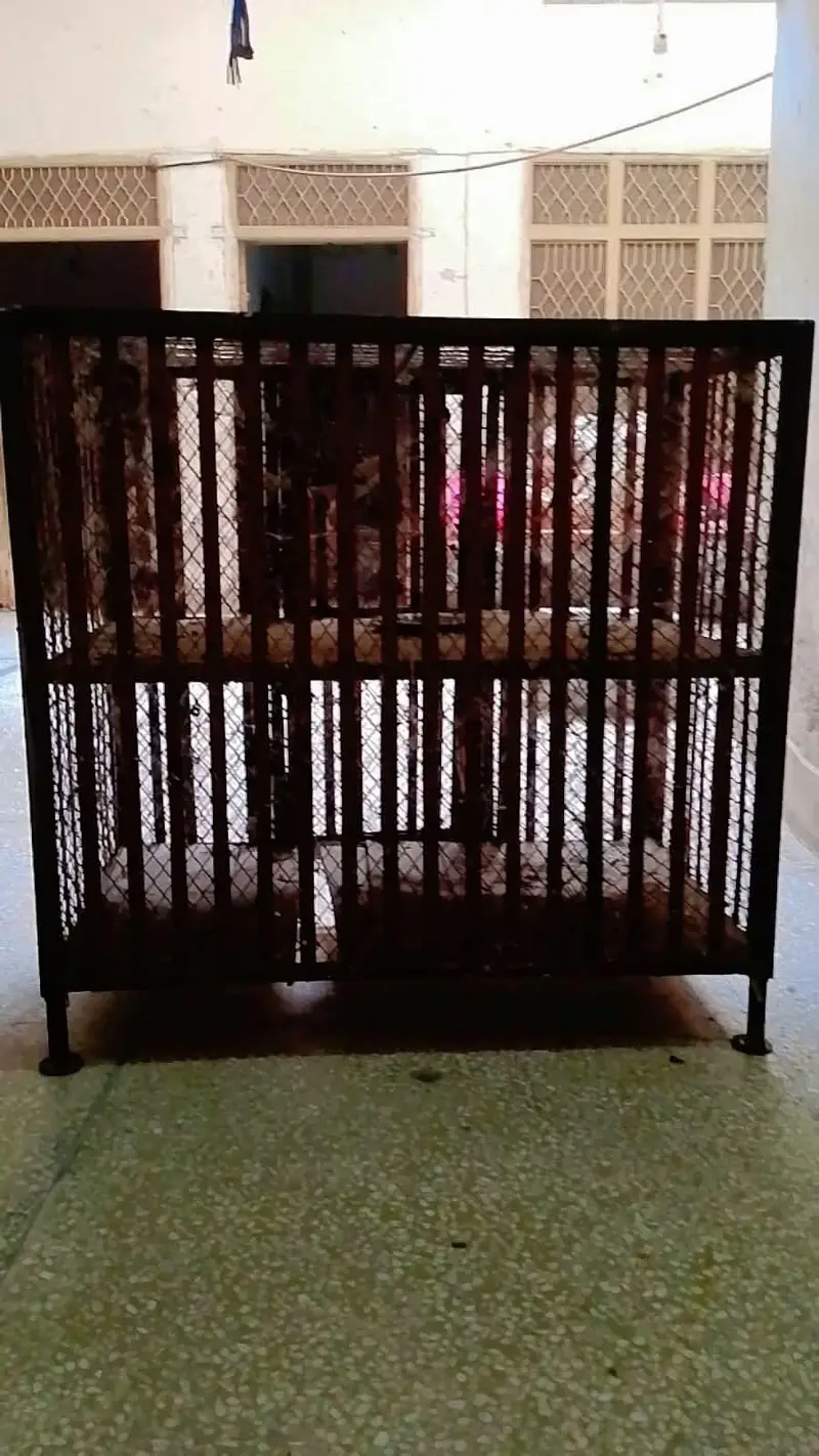 loha ka penjra morgi any pets — photo 2