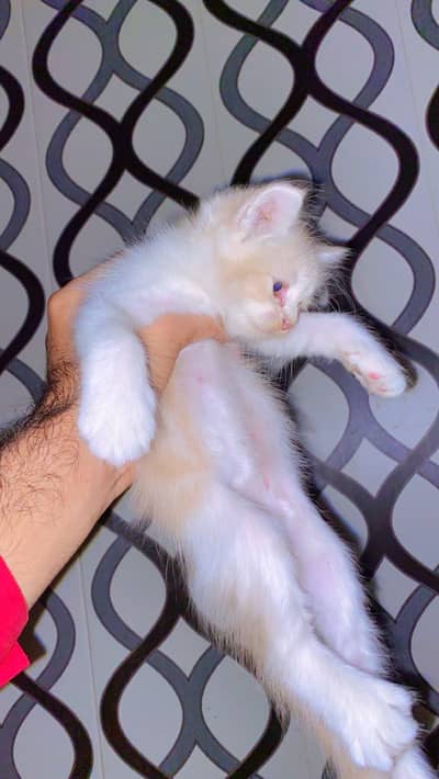 PERSIAN KITTEN YELLOW EYES BEAUTIFUL FACE PUNCH TRIPLE COATED