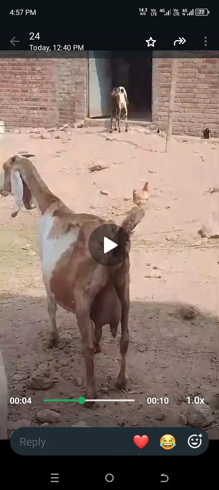 mashallah tayar bakri far sale ak hafta lati ha suna ma