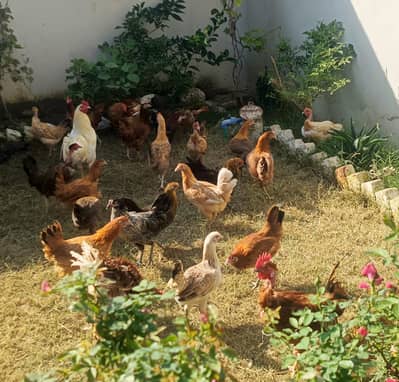 healthy active and fully vaccinated Best for winter season hens  4 u