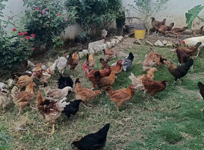 healthy active and fully vaccinated Best for winter season hens  4 u — photo 2