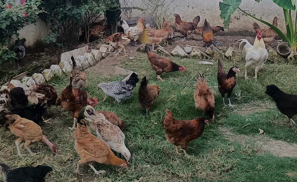 healthy active and fully vaccinated Best for winter season hens  4 u — photo 3