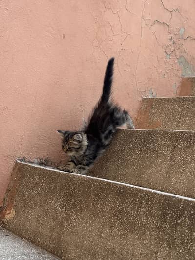 Persian kittens