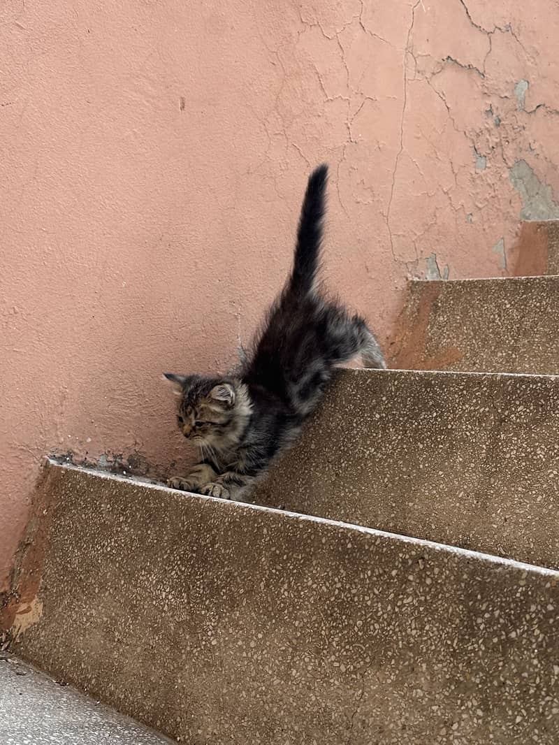 Persian kittens 0