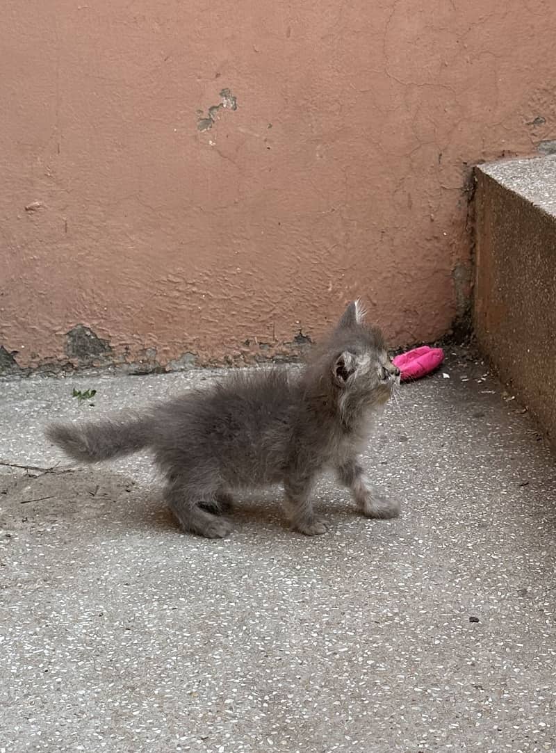Persian kittens 1