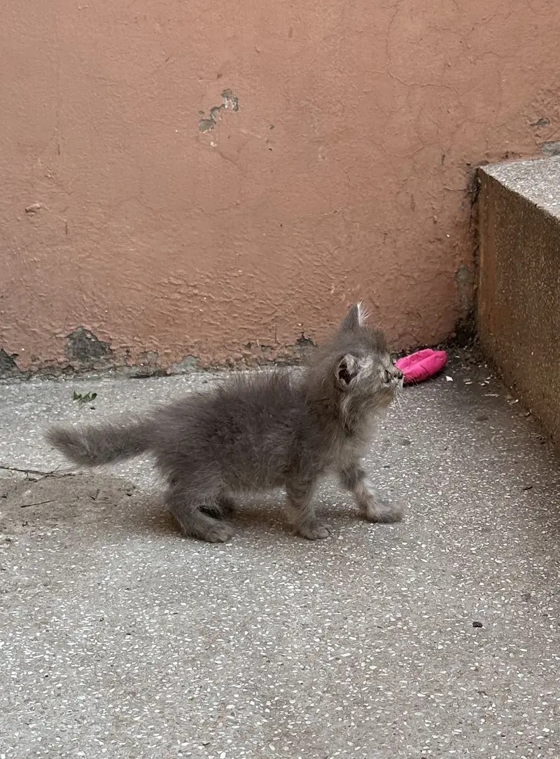 Persian kittens — photo 2
