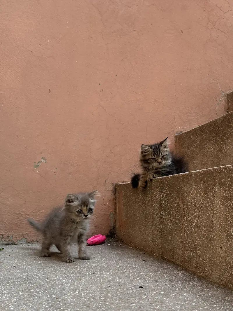 Persian kittens — photo 3