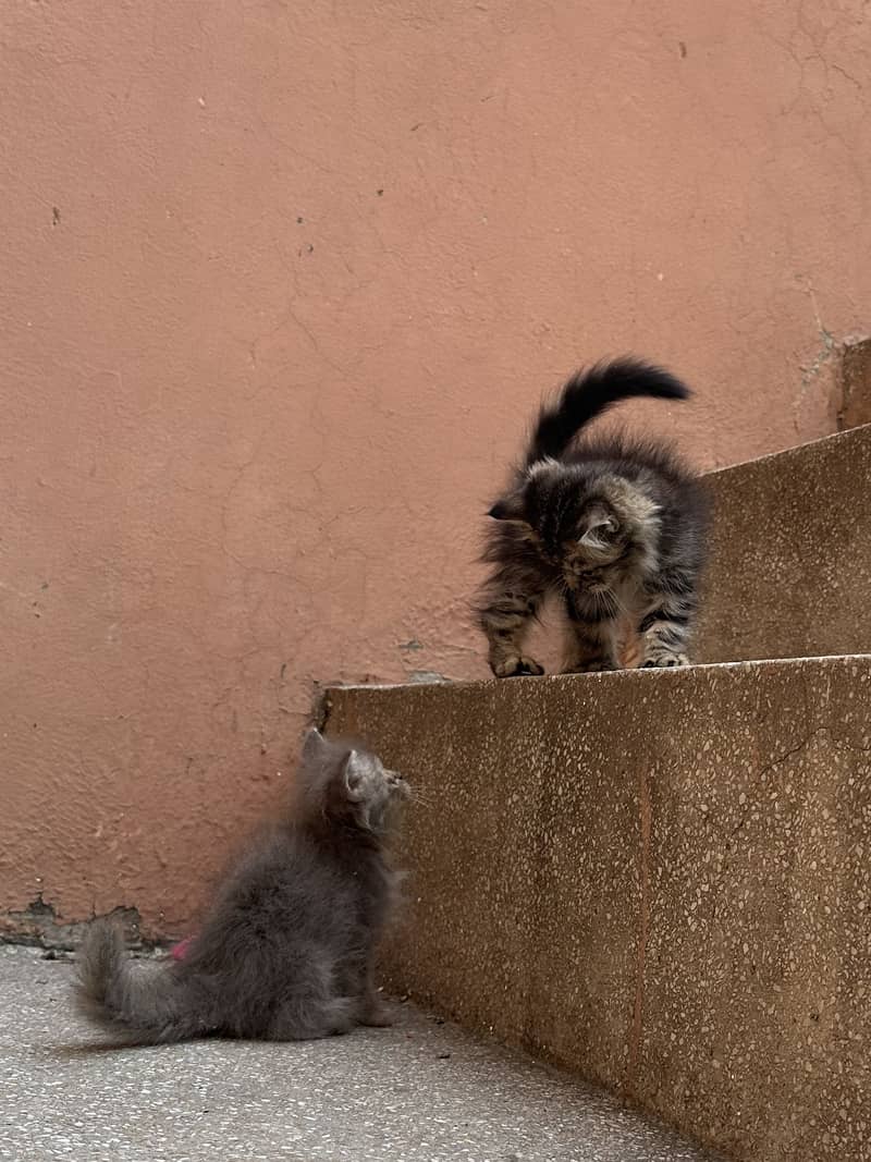 Persian kittens 3