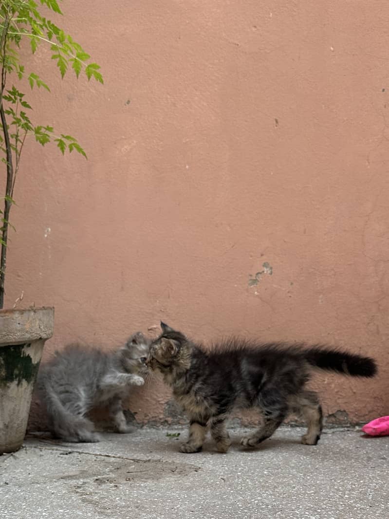 Persian kittens 4