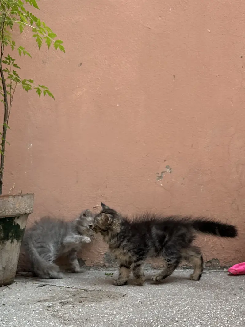 Persian kittens — photo 5