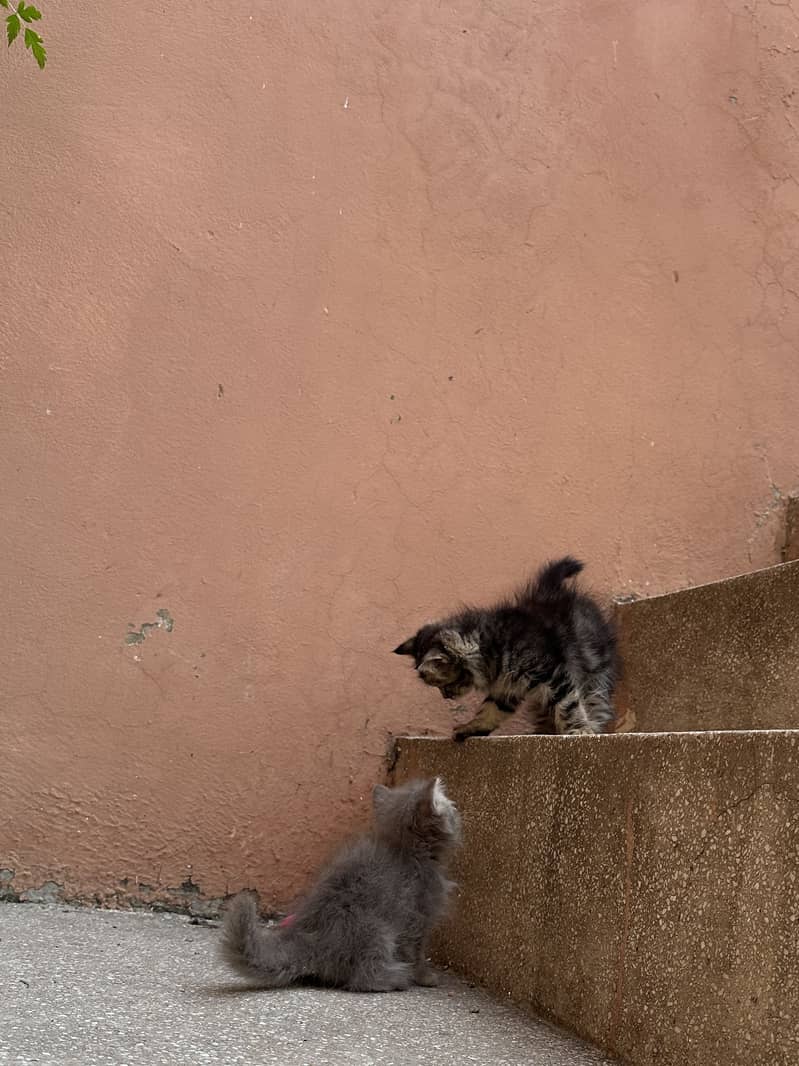 Persian kittens 5