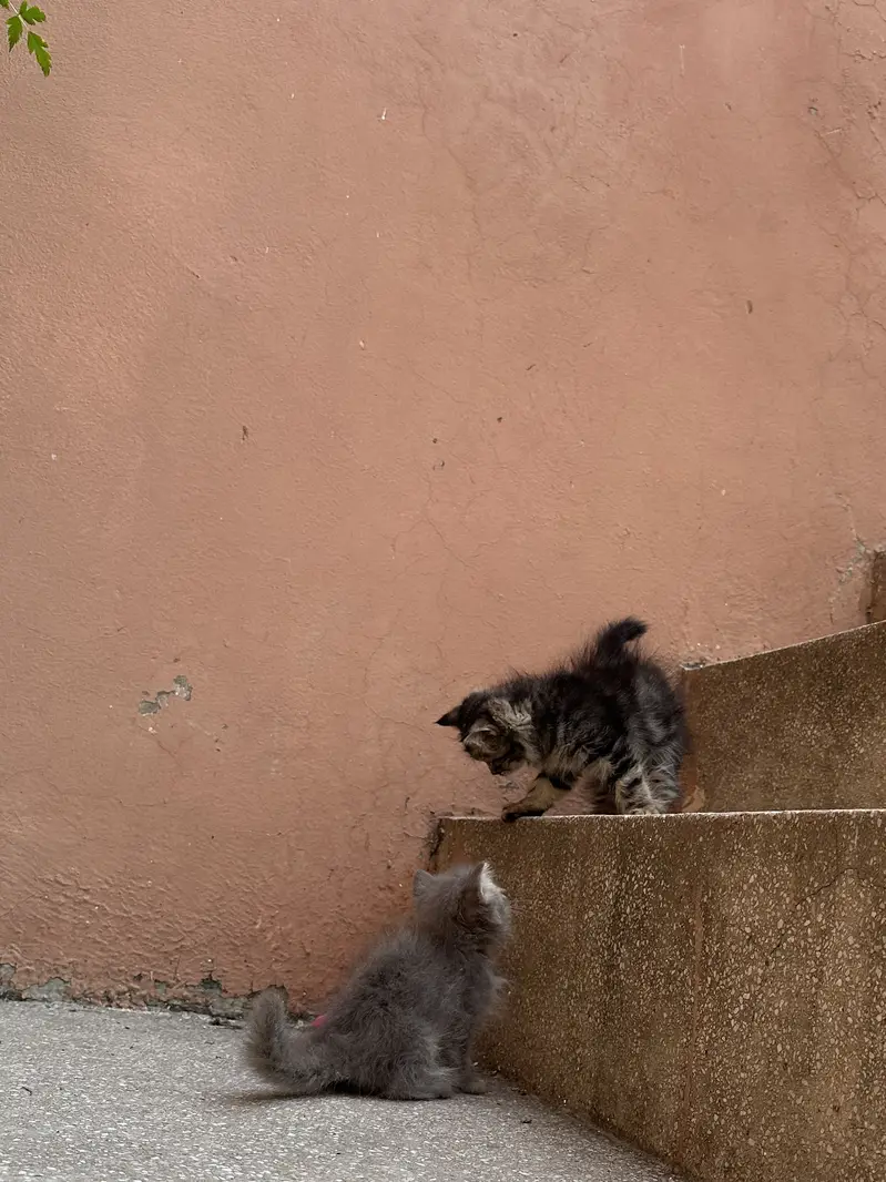 Persian kittens — photo 6