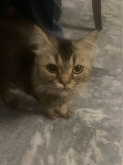 Home kept Pet cat