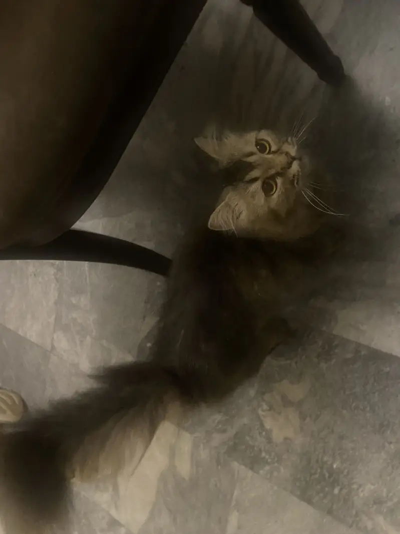 Home kept Pet cat — photo 2