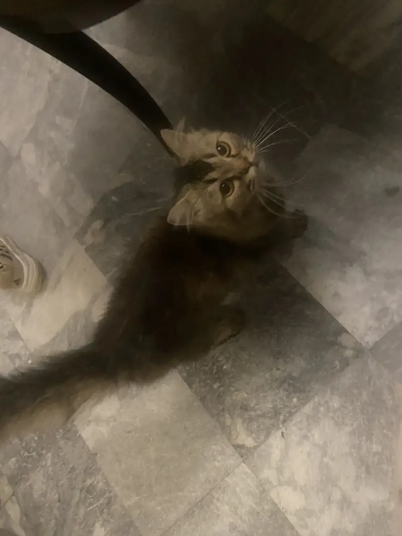 Home kept Pet cat — photo 3
