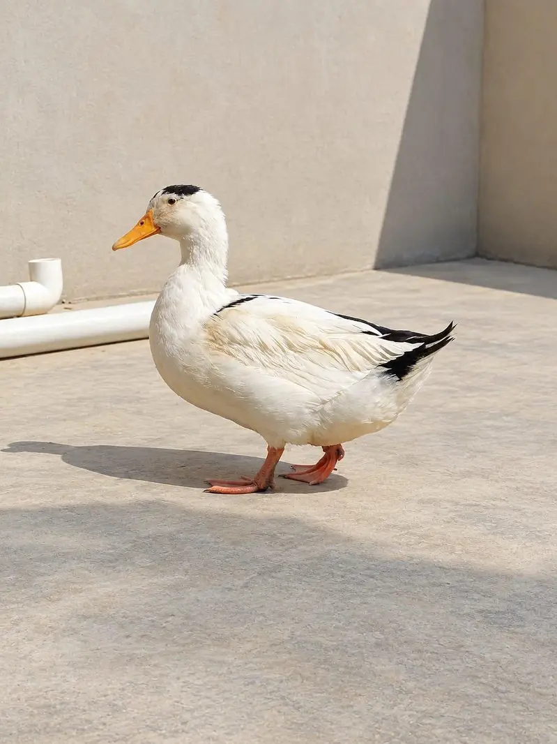 Beautiful Ducks for Sale! — photo 2