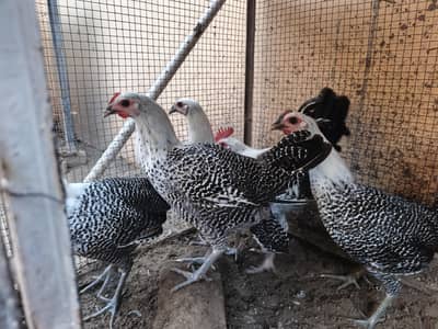 Pure fayyomi hen ready to breed set for sale