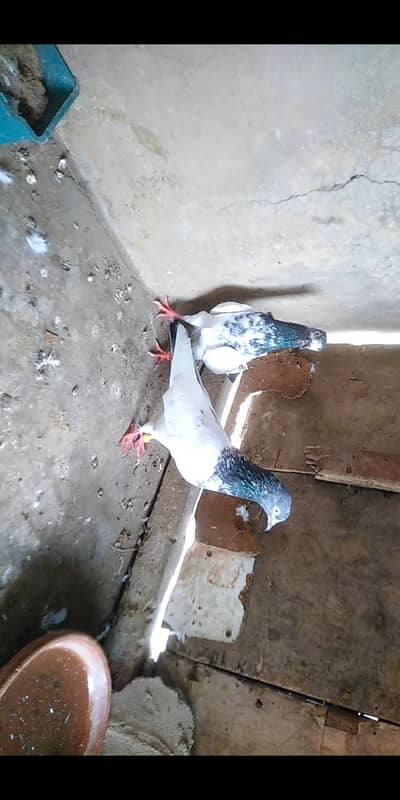 Teddy perwaz wala pair