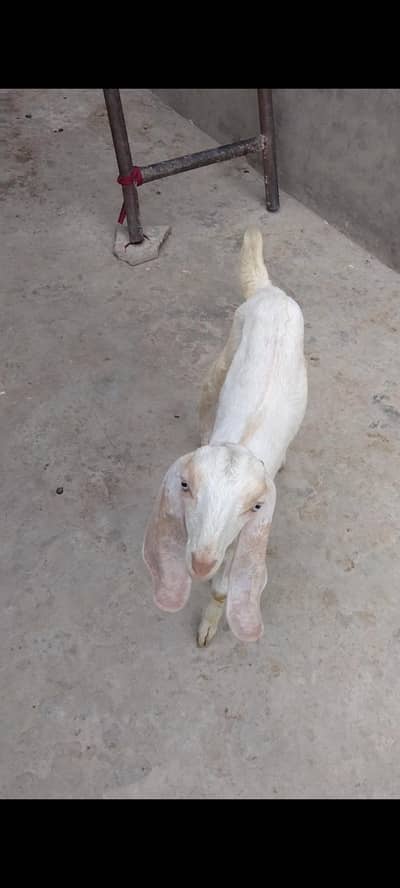 desi dogli path wite for sel