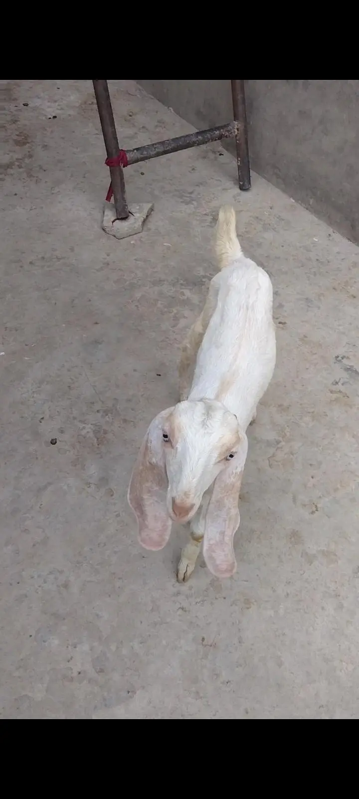desi dogli path wite for sel