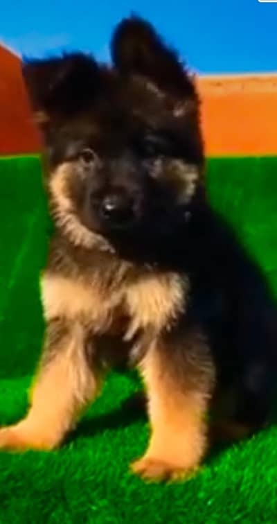 German Shepherd male puppy for sale