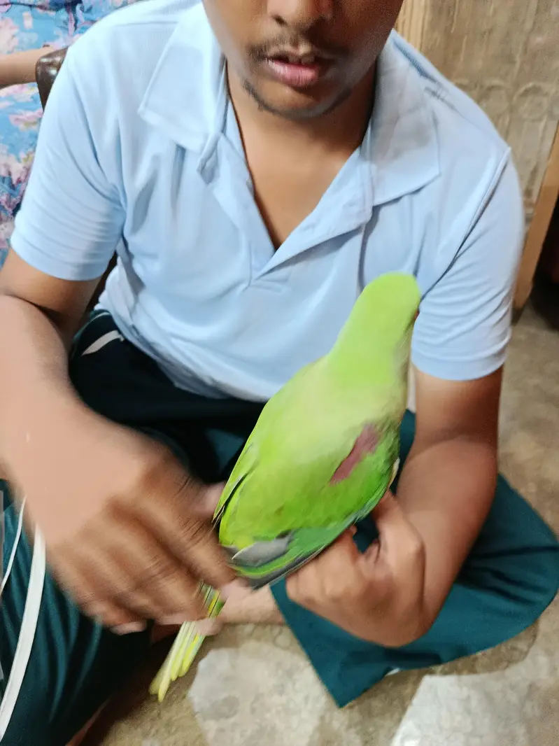 Rah Parrot  breeder and hand taim