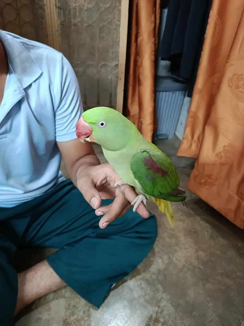 Rah Parrot  breeder and hand taim — photo 2