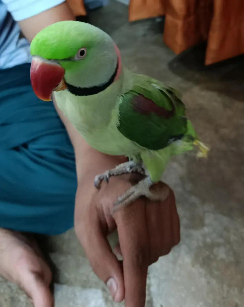 Rah Parrot  breeder and hand taim — photo 4