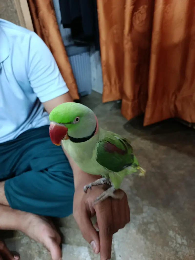 Rah Parrot  breeder and hand taim — photo 5