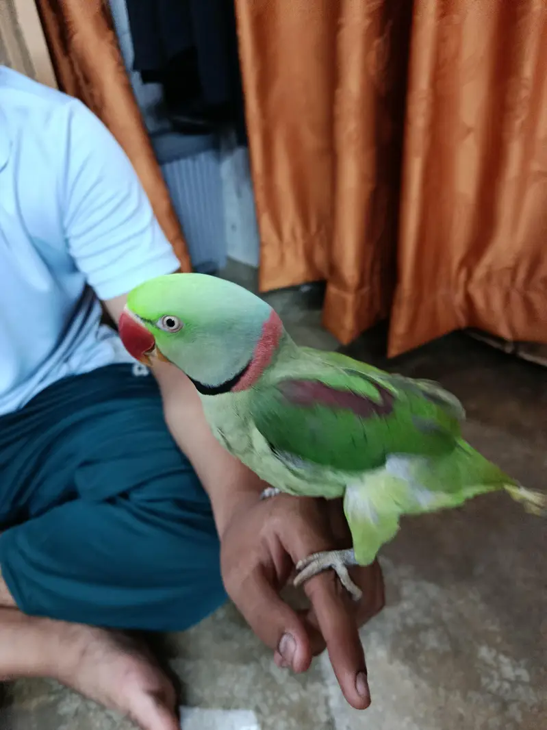 Rah Parrot  breeder and hand taim — photo 6