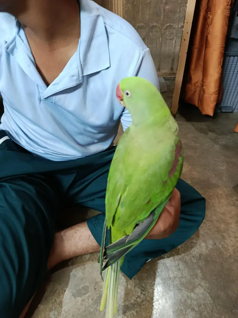 Rah Parrot  breeder and hand taim — photo 8