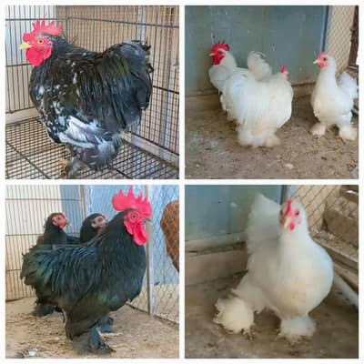 Bantum, bentum,bantam Fancy ,zero size
