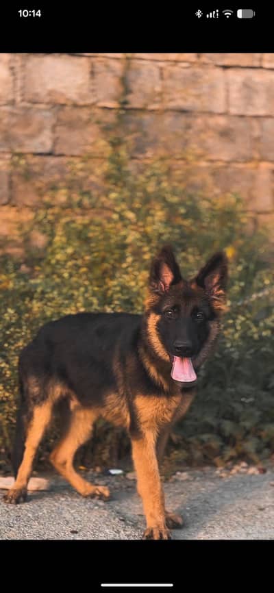 Pure German shepherd puppy