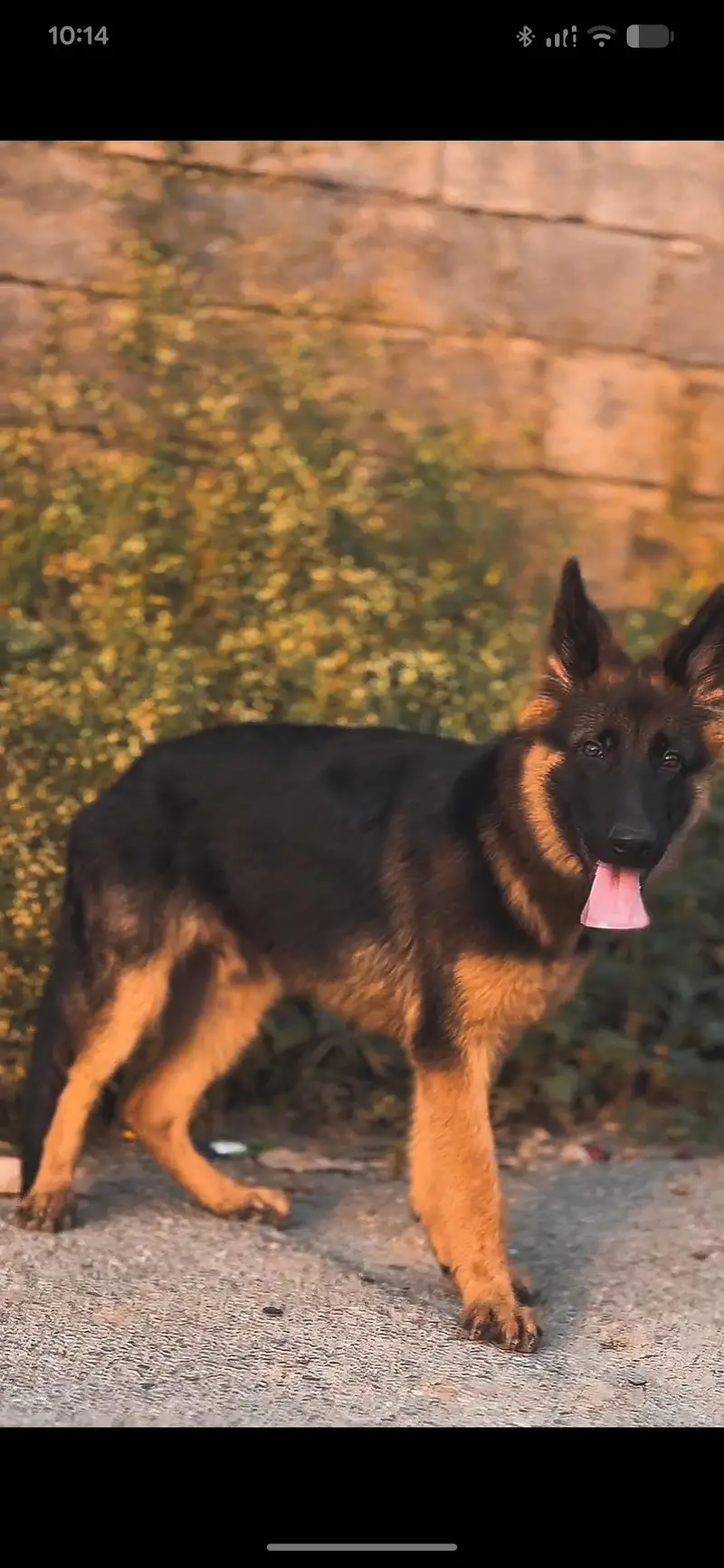 Pure German shepherd puppy — photo 2