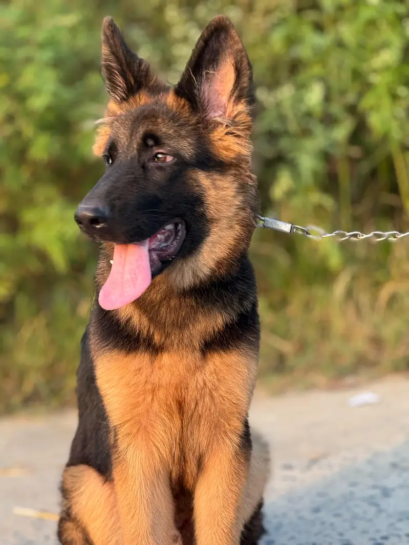 Pure German shepherd puppy — photo 3