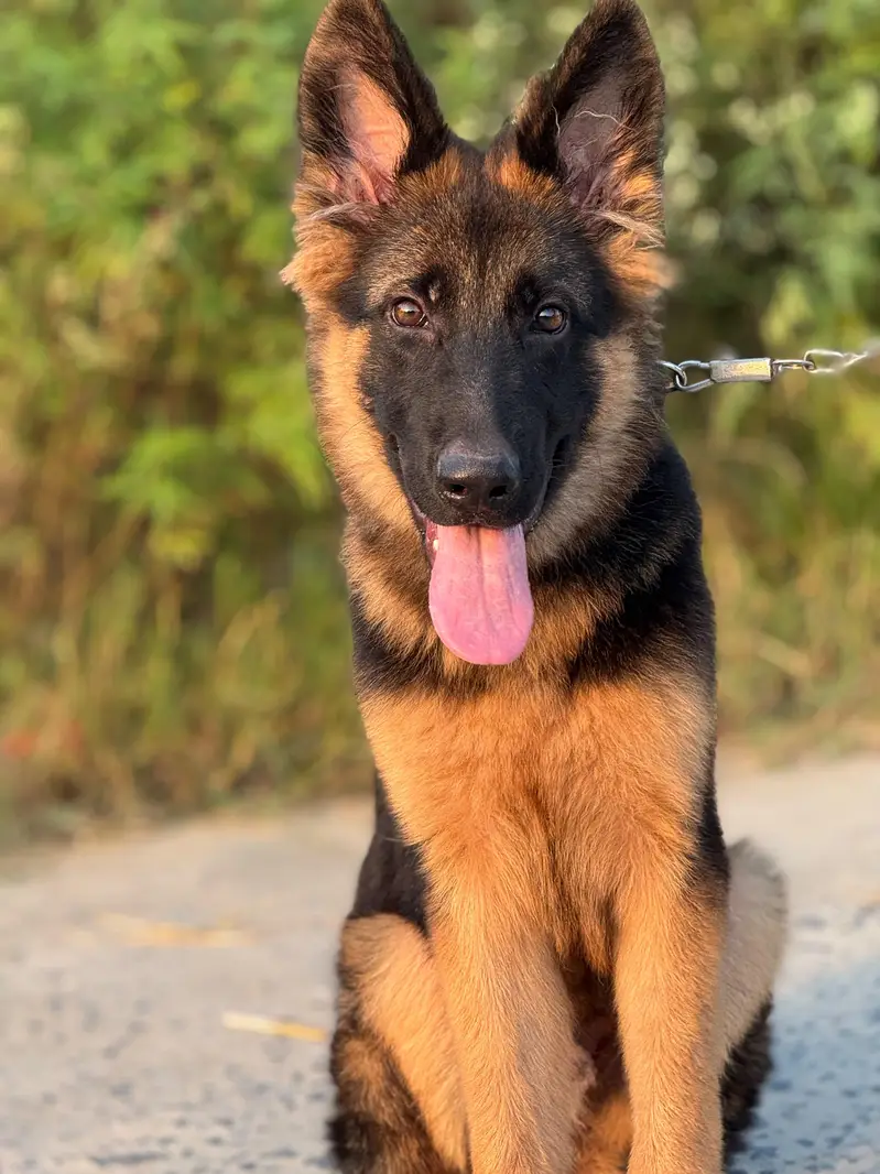 Pure German shepherd puppy — photo 4