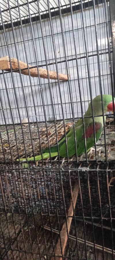 Raw parrots breeder pair